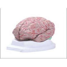 CEREBRO EM 12 PARTES ANATOMIC TGD 0303B